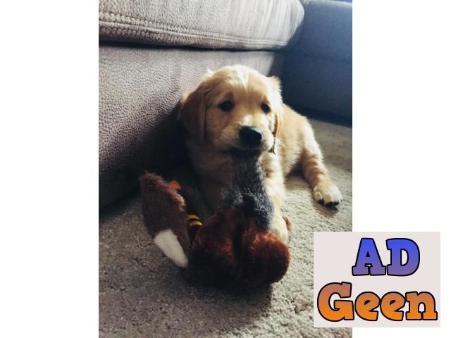 used Golden retriver puppy 42 days today for sale 